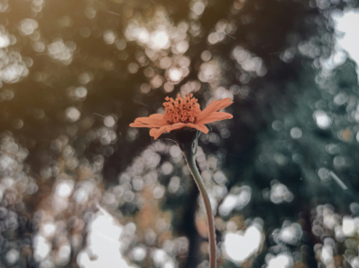 arnica montana healing over everything