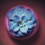 Breath as Medicine: How Deep Breathing Enhances Body, Mind, and Spirit