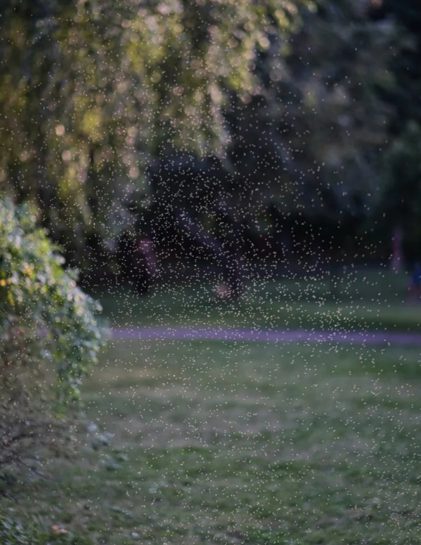 insect away spray