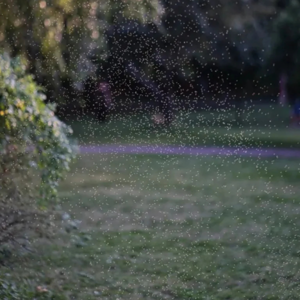 Insect Bye Spray ♡ | Natural Insect Spray + Chemical-Free + Eco-Friendly + Non-Toxic Insect Repellent - Image 3