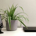 From Garden to Medicine Cabinet: The Magic of Calendula