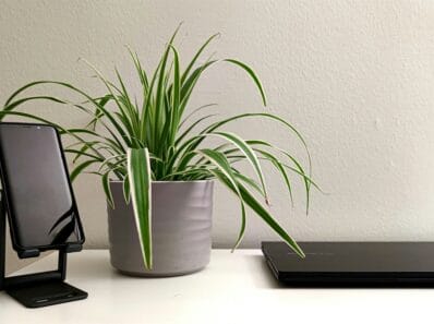spider plant
