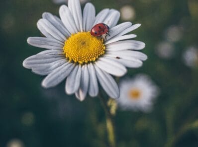 ladybug healing over everything