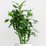 Boost Your Health with Iodine: Benefits You Can’t Ignore