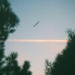 Cold and Flu Season Survival Guide: 10 Herbs and Remedies to Try