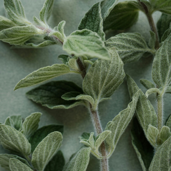 oil of oregano