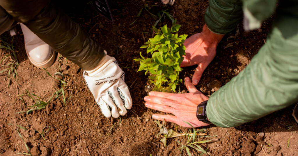 one tree planted
healing over everything
more than a brand