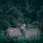 Tree Planting Partnership with EcoDrive