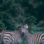 Tree Planting Partnership with EcoDrive