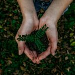 Tree Planting Partnership with EcoDrive
